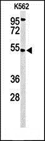 CBAA1 antibody