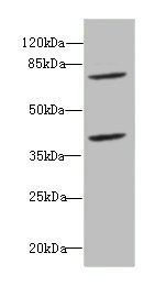 CBFA2T2 Antibody