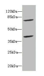 CBFA2T2 antibody