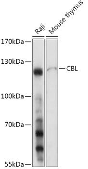 CBL antibody