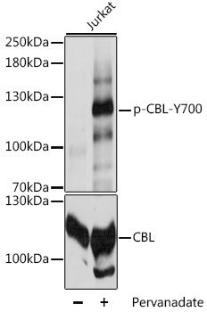 CBL (Phospho-Y700) antibody