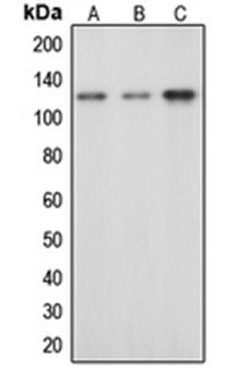c-CBL (phospho-Y674) antibody