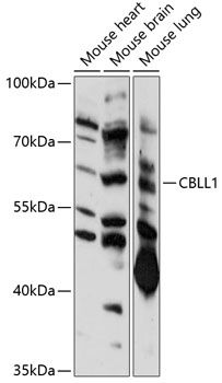 CBLL1 antibody