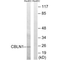 CBLN1 antibody