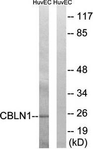 CBLN1 antibody