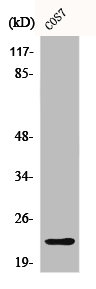 CBLN2 antibody