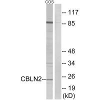 CBLN2 Antibody