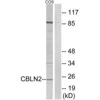 CBLN2 antibody