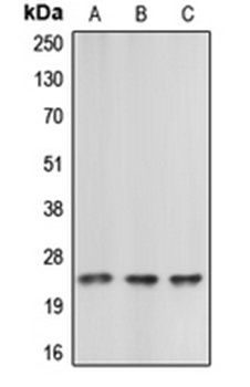 CBLN2 antibody