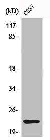 CBLN4 antibody