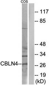 CBLN4 antibody