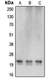 CBLN4 antibody