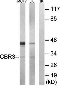 CBR3 Antibody