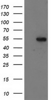 CBWD1 antibody