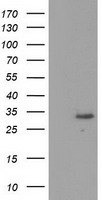 CBWD1 antibody