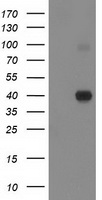 CBWD1 Antibody