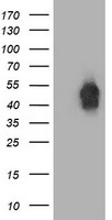 CBWD1 antibody