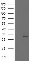 CBWD1 antibody