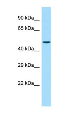 CBWD2 antibody