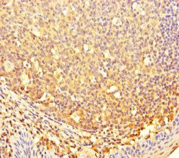 CBWD2 Antibody