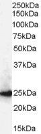 Goat anti-CBX1 / HP1-Beta Antibody