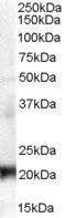Goat anti-CBX3 / HP1 Gamma Antibody
