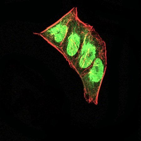 CBX5 Antibody