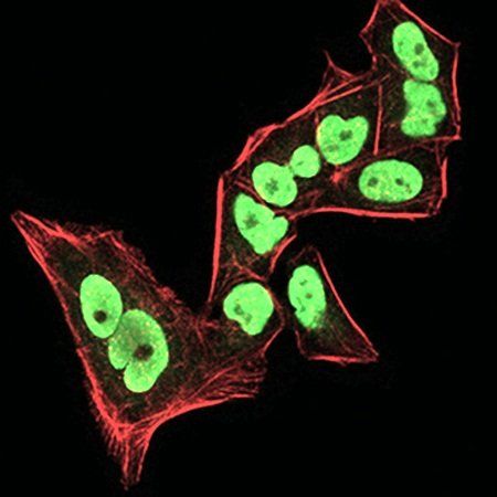 CBX5 Antibody