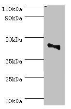 CBX8 antibody