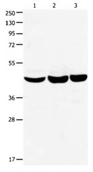 CBX8 Antibody