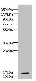 CBY1 antibody