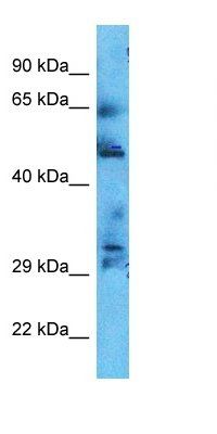 CC181 antibody