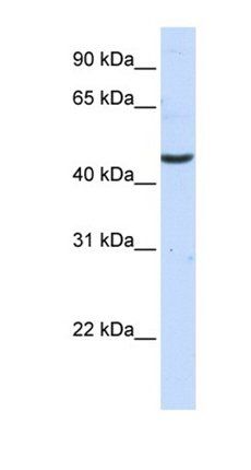CCBL2 antibody