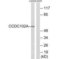 CCDC102A Antibody