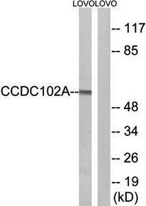 CCDC102A Antibody
