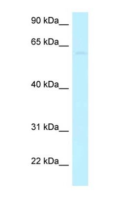 CCDC105 antibody