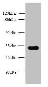 CCDC106 antibody