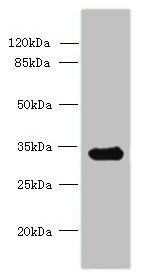 CCDC106 Antibody