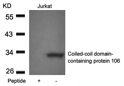 Coiled-coil domain-containing protein 106 Antibody