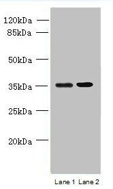 CCDC108 antibody