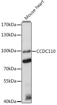 CCDC110 antibody