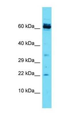 CCDC115 antibody