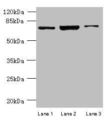 CCDC116 antibody