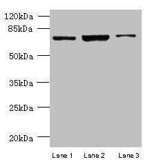 CCDC116 Antibody