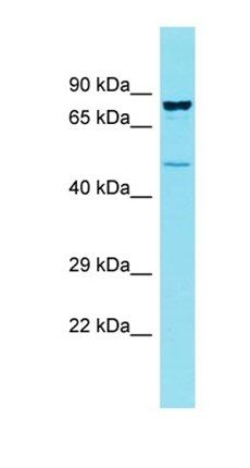 CCDC121 antibody