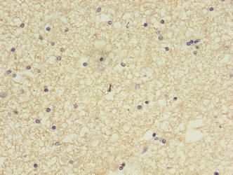 CCDC134 Antibody