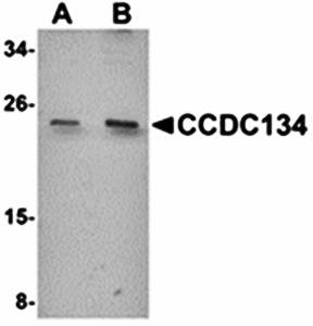 CCDC134 Antibody