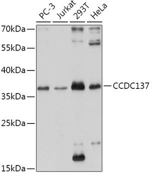 CCDC137 antibody