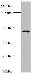 CCDC14 antibody