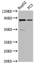 CCDC170 antibody